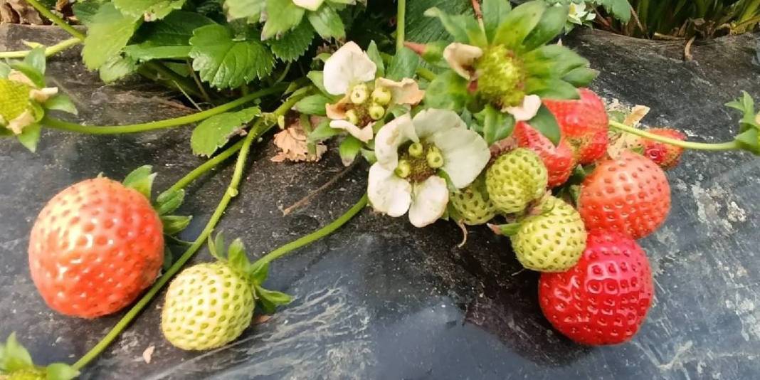 4 mevsim hasat ediliyor: Kilosu 200 TL’den üreticinin cebi para görüyor! 3